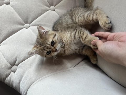 British shorthair kedisi