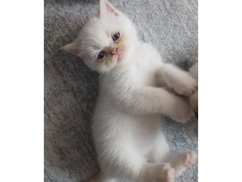 British shorthair yavruları