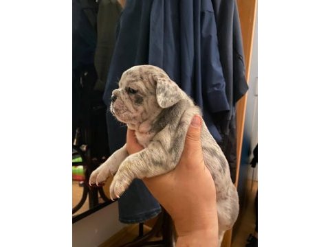 French bulldog yavrularımız yeni ailelerini arıyorlar