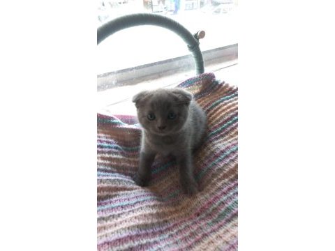 Scottish fold yavrumuzu sahiplendiriyoruz