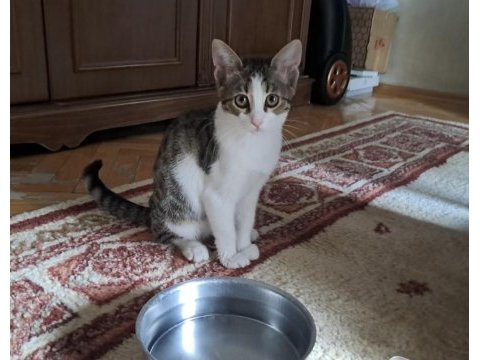 İki minik kardeş kedimiz yuva arıyor