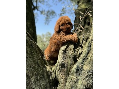 Toy poodle kore garantili