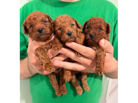 Kore teacup ve toy poodle yavrular