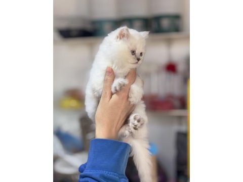 Üst kalite british longhair yavrumuz