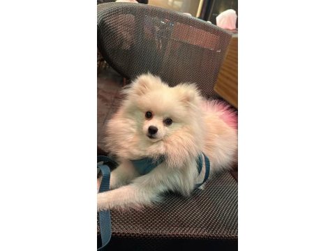 7 aylık pomeranian erkek