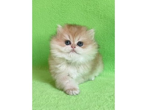 British longhair yavrular evinizin neşesi olacaktır
