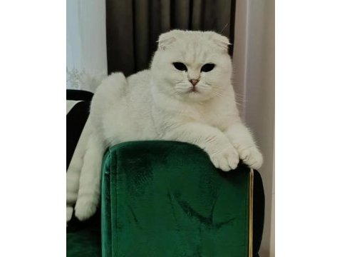 Scottish fold dişi