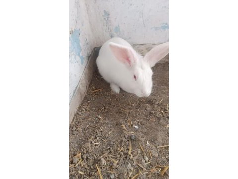7-8 aylık bembeyaz sağlıklı tertemiz albino tavşan