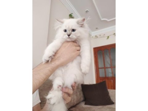 British longhair dişi