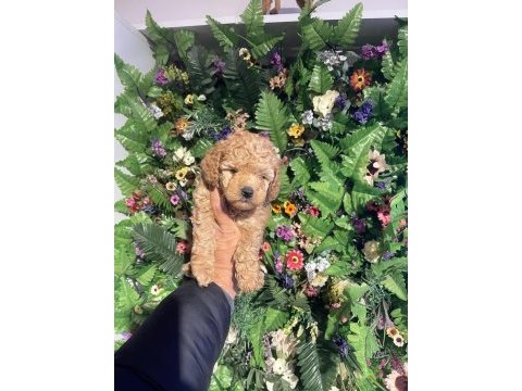 Efsane poodle yavrularımız hazır
