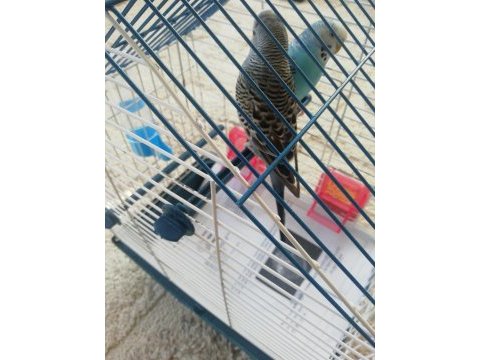 Çift yavru muhabbet kuşu