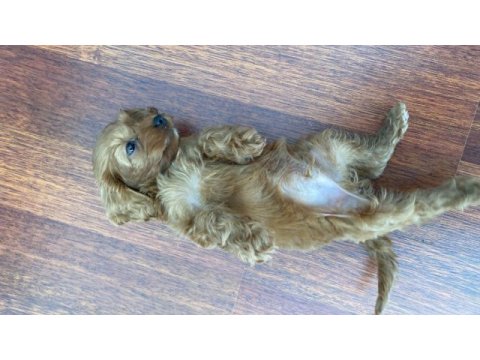 2 aylık sevimli teacup poodle yavru