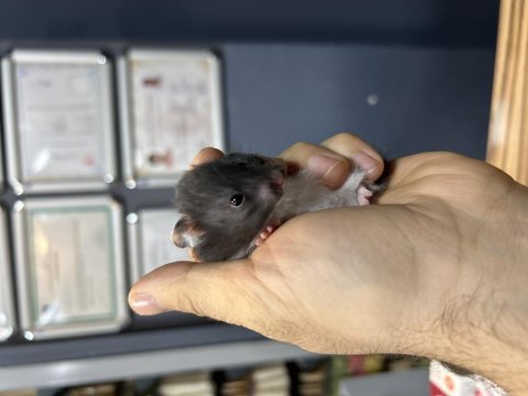 Sevimli hamster yavrularımız