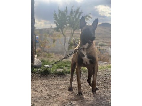 Tam bir aile köpeği / sosyal sevecen malinois