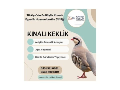 Yetişkin kınalı keklik