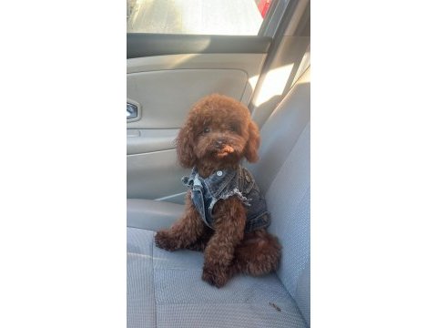 Kore red brown safkan toy poodle yavrular