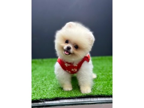 Pomeranian yavrularımız geldi