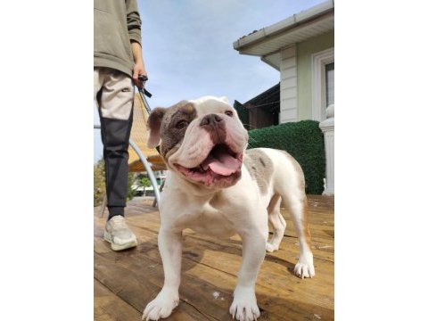 İngiliz bulldog - aman allah ım bana mı bakıyorsun!