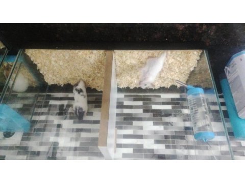 Bir birinden güzel kendi üretimimiz sevimli hamsterler