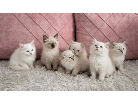 British longhair uygun puanlı