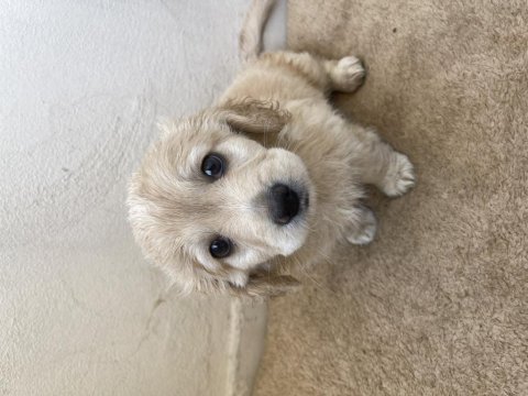 2 aylık terrier