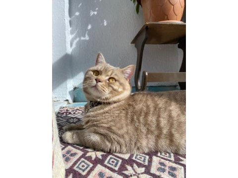 Oyuncu british shorthair