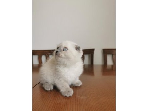 2 aylık british longhair yavrular