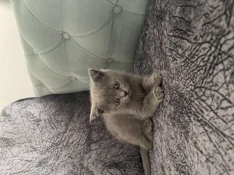 Yavru kedilerimi hastlğım sebebiyle sahiplendiriyorum
