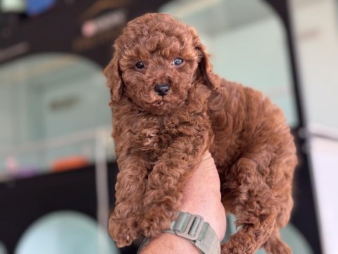 Show kalite redbrown toy poodle yavrularımız