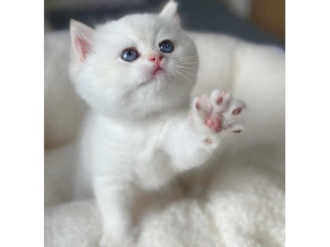 Kar beyaz silver british shorthair 