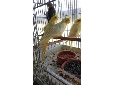 1.5 aylık lutino sultan papağanı yavrular