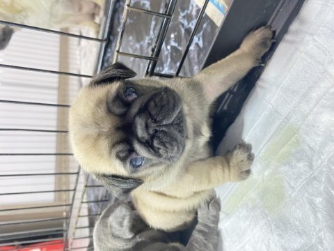 Yavru pug mops