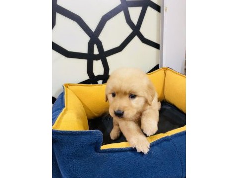 Kalite istanbulda golden retriever yavru