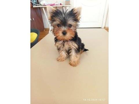Yorkshire terrier dişi micro
