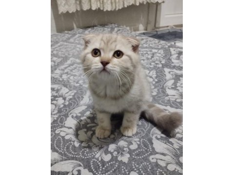 Scottish fold aşıları yapılmış