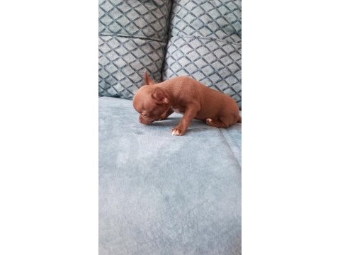Orjinal dişi elma kafa chihuahua