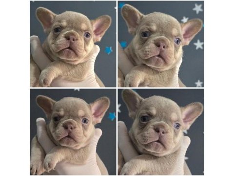 New shade isabella and tan dişi french bulldog yavrumuz