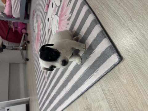 Dişi kısa bacak jack russell maskeli