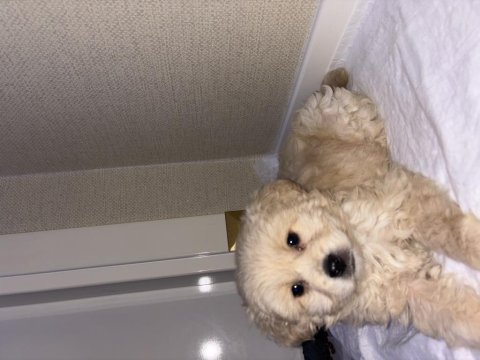 2 aylık erkek tuvalet eğitimli yavru maltipoo