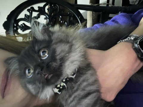 Yavru kedimiz british longhair