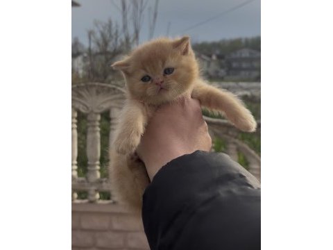 British shorthair golden