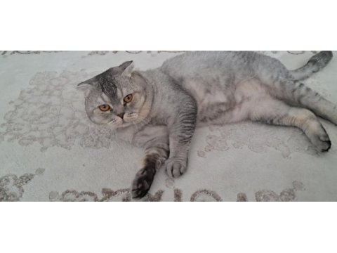 Scottish fold oğlumuza yeni yuva aranıyor