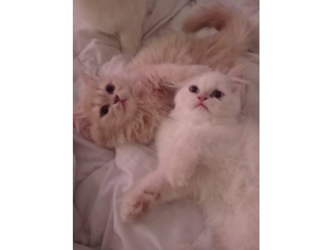 Dünya tatlısı persian