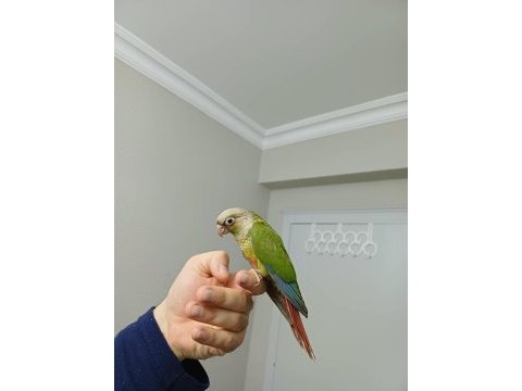 Ful evcil pıneapple konur bebek