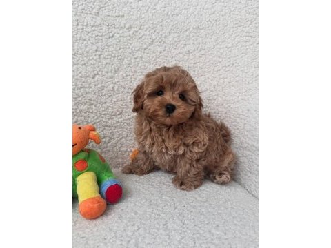 Poodle kalitesinde teacup maltipo