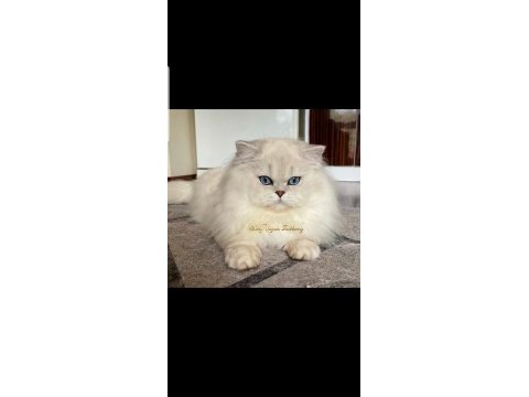 Golden british longhair dişi yavru