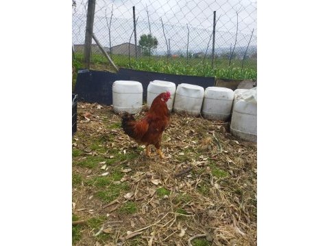Köy horozu tavuklar yumurtlar durumda