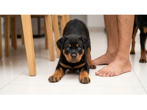 Muhteşem kaliteli rottweiler