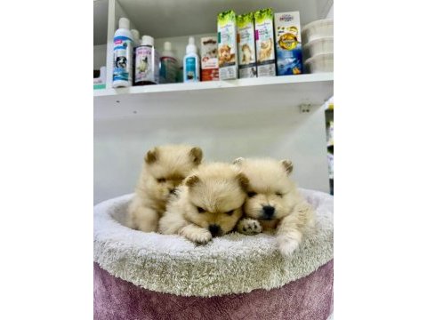 35 günlük safkan pomeranian boo yavrular