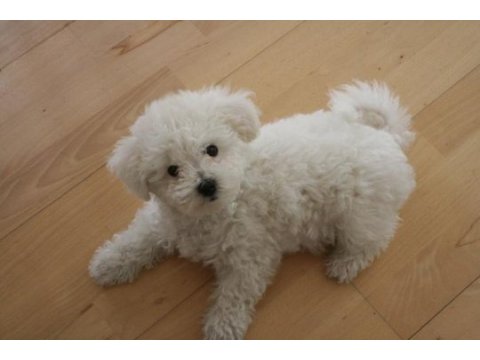 Ruhsatlı çiftlikten bichon frise yavrular
